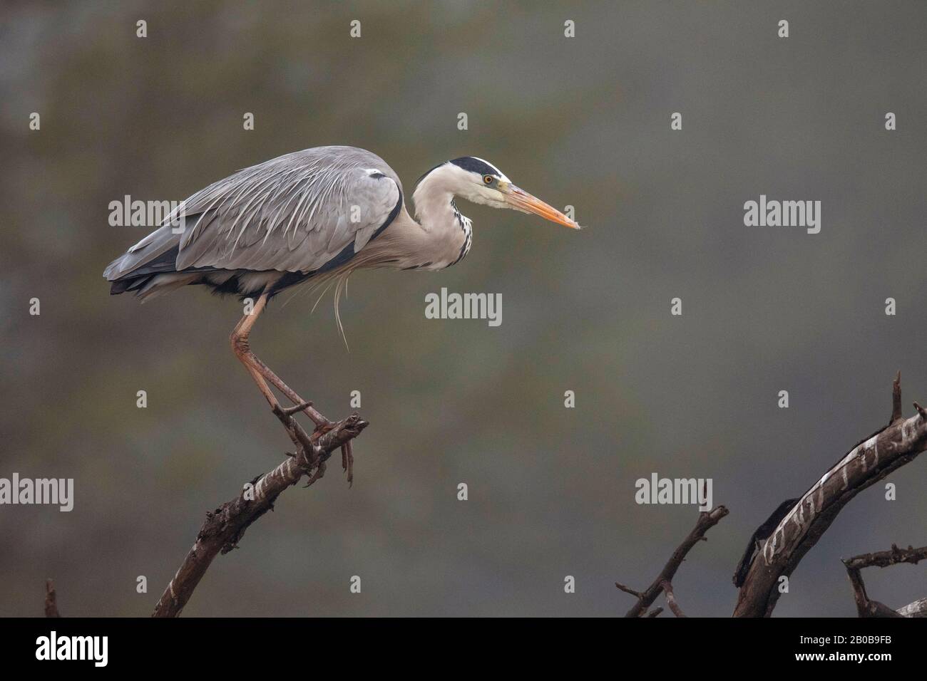 Keoladeo-Nationalpark, Bharatpur, Rajasthan, Indien. Grauer Heron, Ardea cinerea Stockfoto