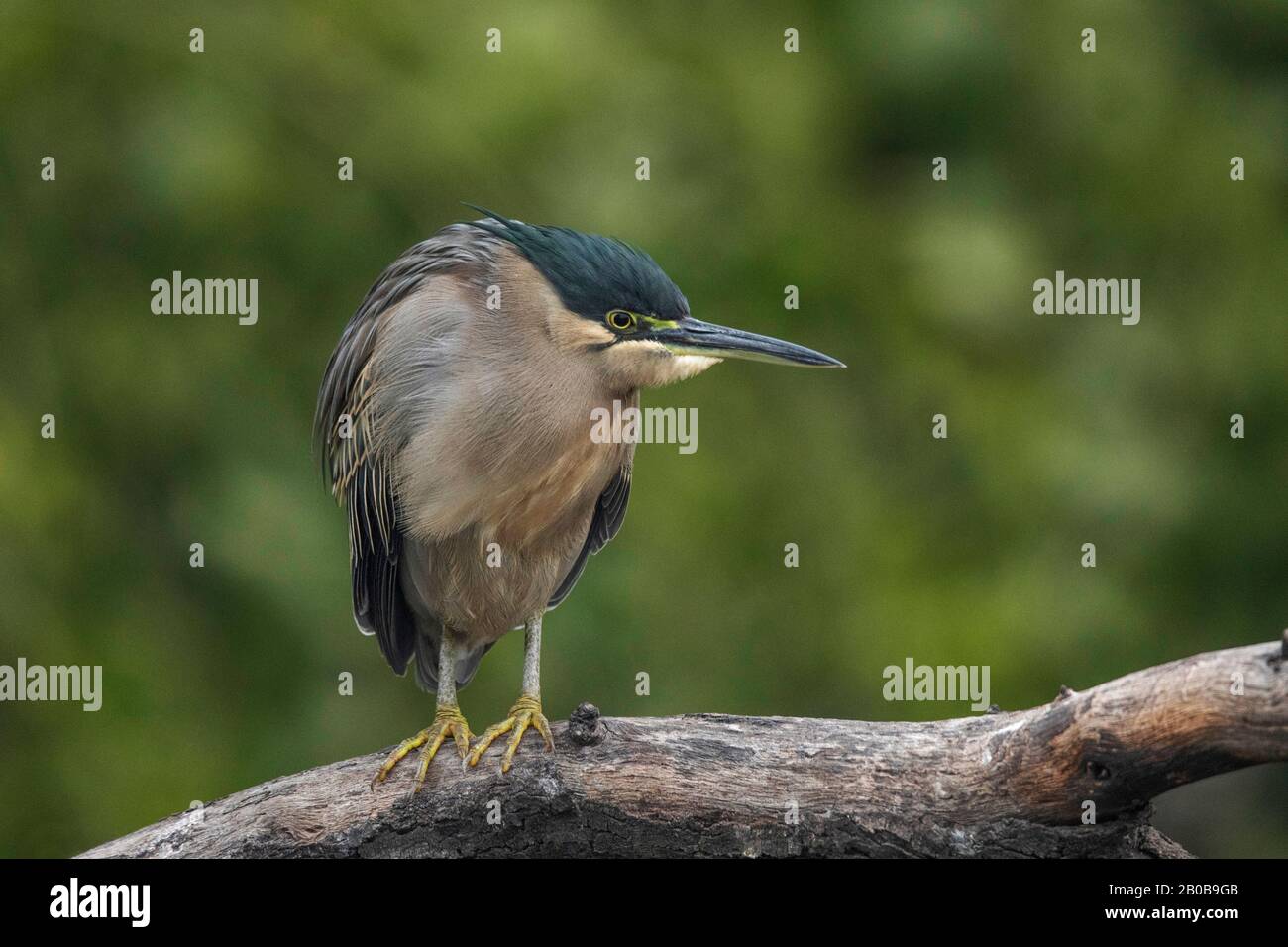Keoladeo-Nationalpark, Bharatpur, Rajasthan, Indien. Gestreifte Heron, Butorides Striata Stockfoto