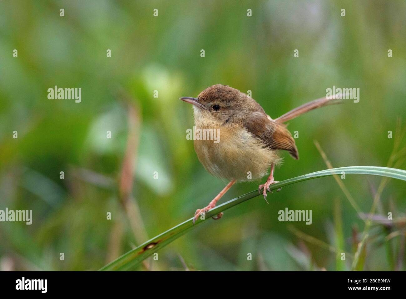 Keoladeo-Nationalpark, Bharatpur, Rajasthan, Indien. Einfach Prinia, Prinia inornata Stockfoto
