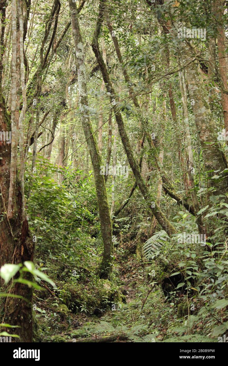 Dschungel in Cameron Highland Stockfoto