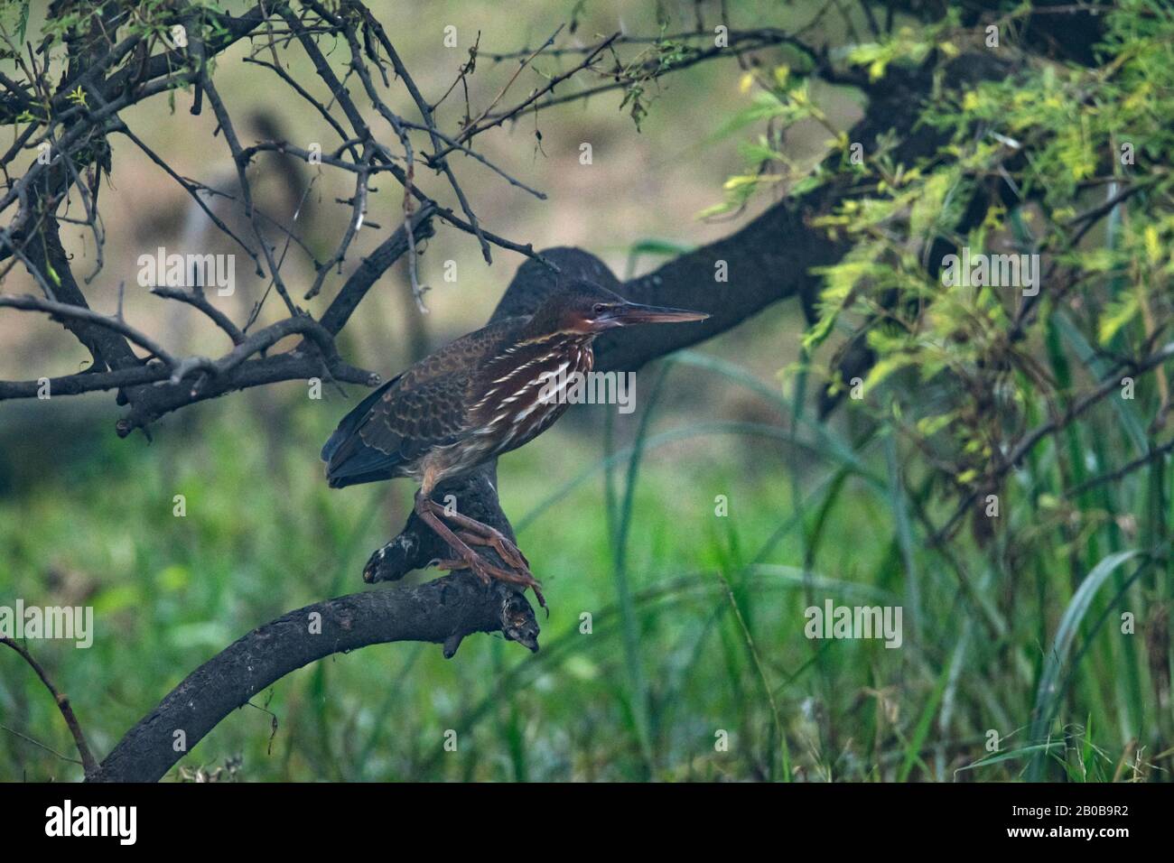 Keoladeo-Nationalpark, Bharatpur, Rajasthan, Indien. Schwarzes Bittern, Ixobrychus flavicollis Stockfoto