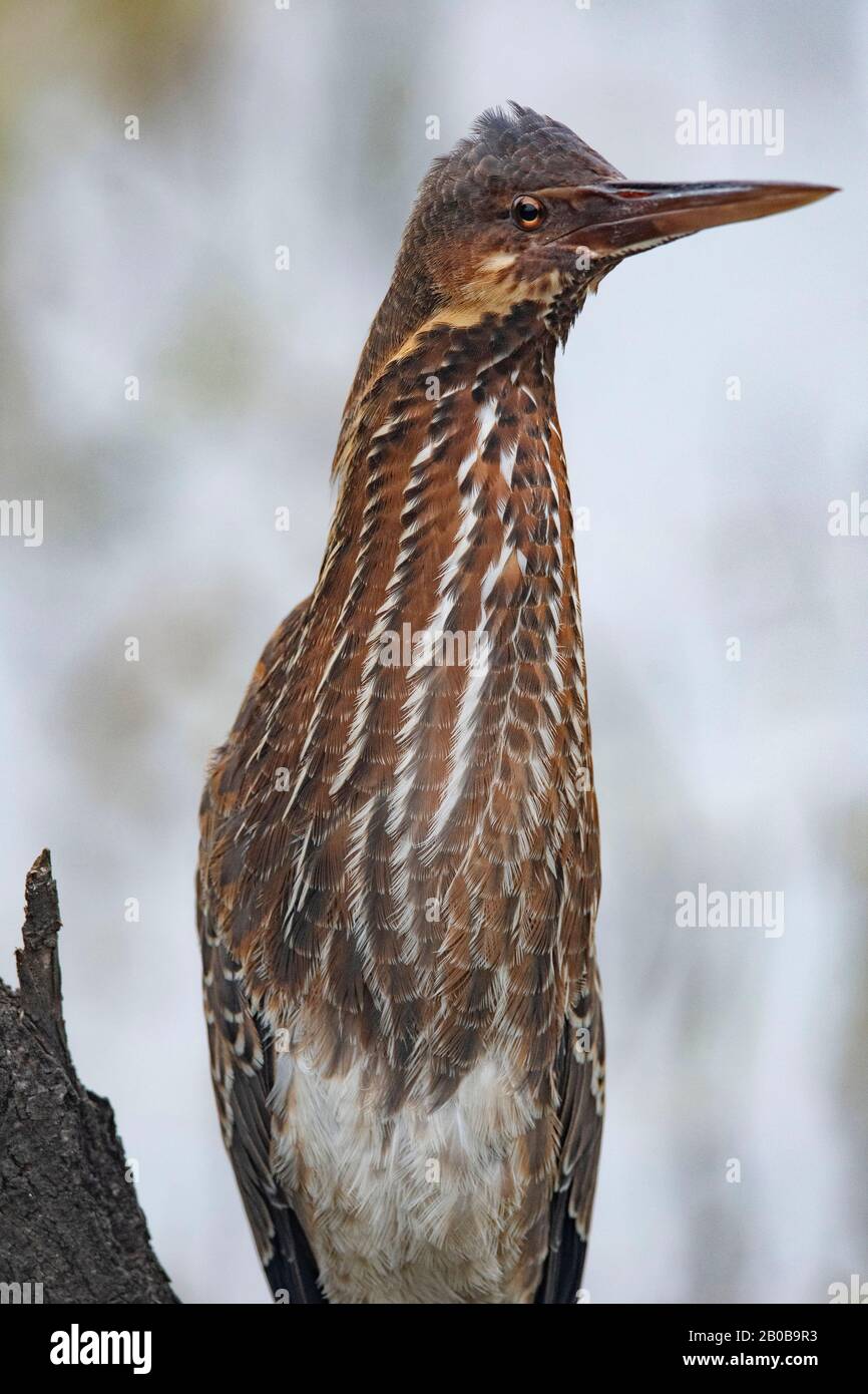 Keoladeo-Nationalpark, Bharatpur, Rajasthan, Indien. Schwarzes Bittern, Ixobrychus flavicollis Stockfoto