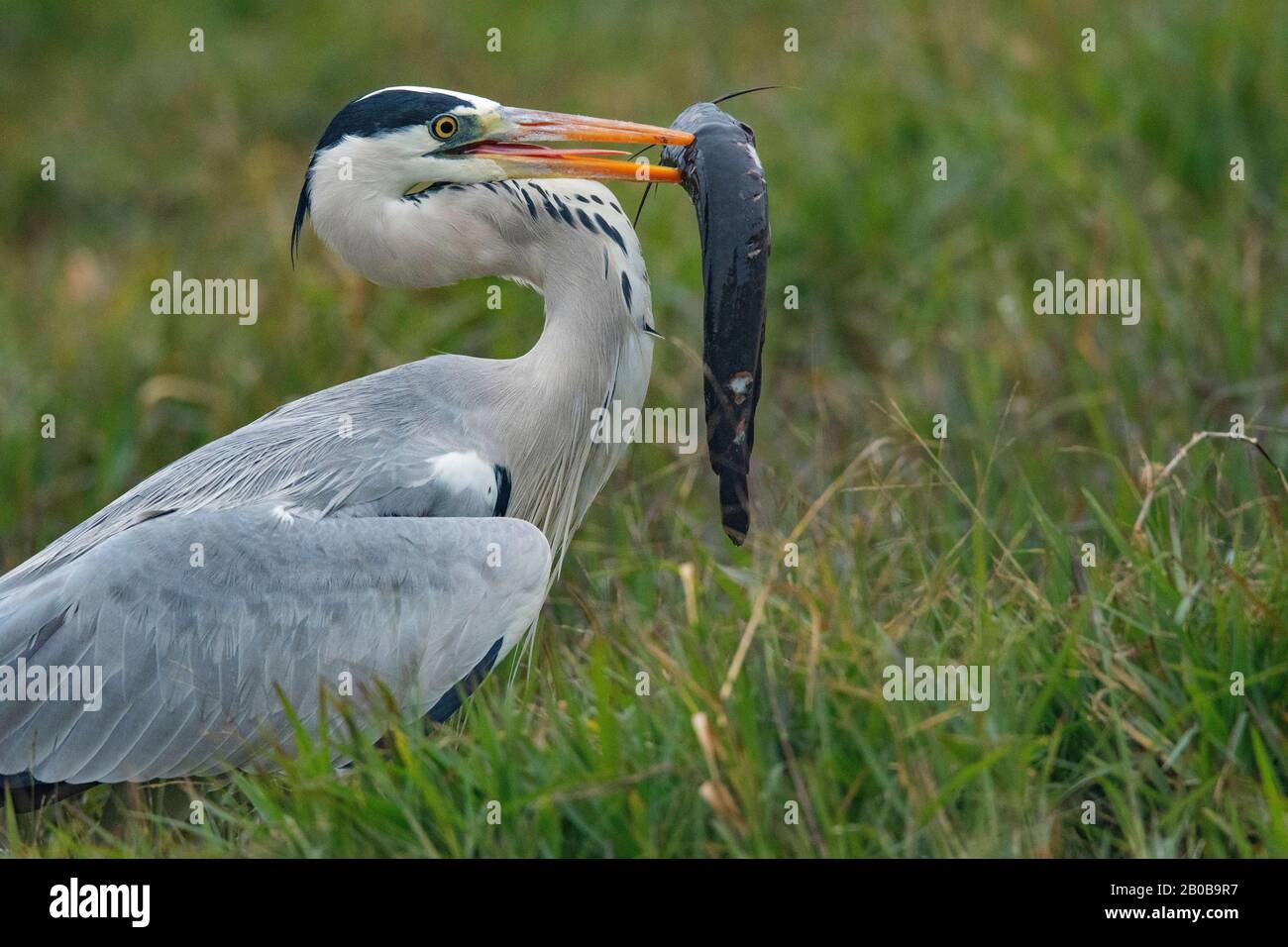 Keoladeo-Nationalpark, Bharatpur, Rajasthan, Indien. Grauer Heron, Ardea cinerea Stockfoto