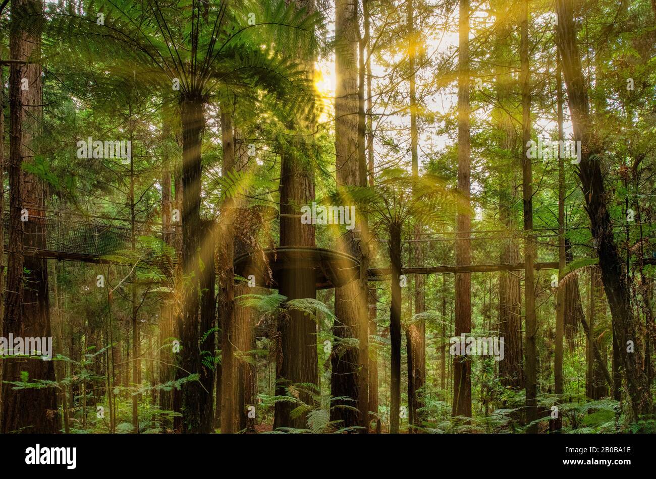 Warme Sonnenstrahlen beleuchten die Bäume im dichten üppigen, heimischen Wald in Rotorua Stockfoto