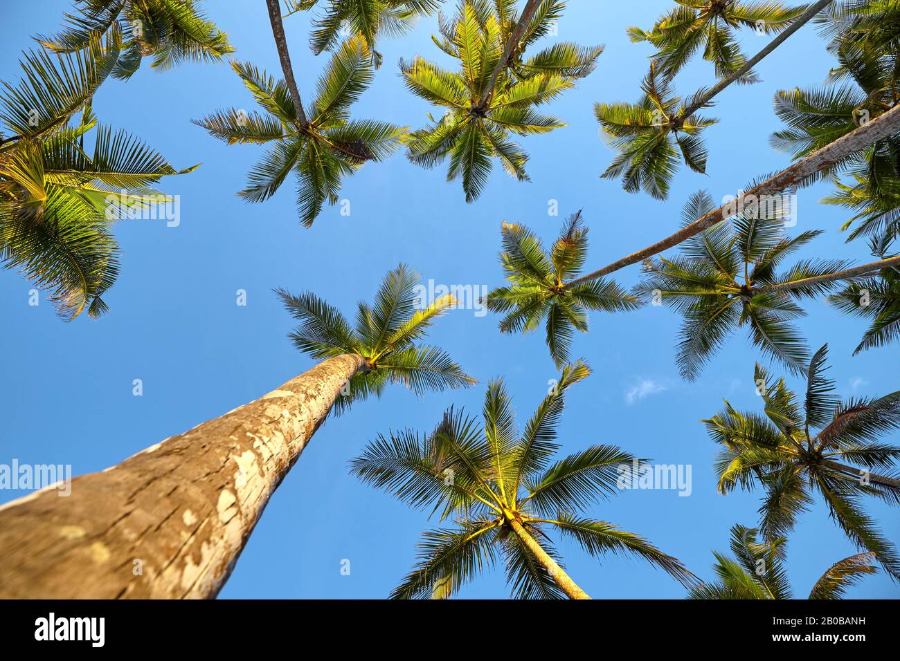 Blick auf Kokospalmen. Stockfoto