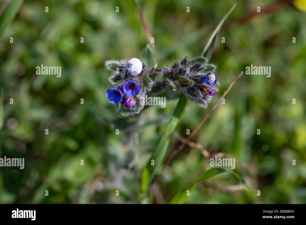 Blaue Blumen und Knospen von Lungwort Pulmonaria mit weißen Schnecken in der Nähe auf einem verschwommenen grünen Hintergrund Stockfoto