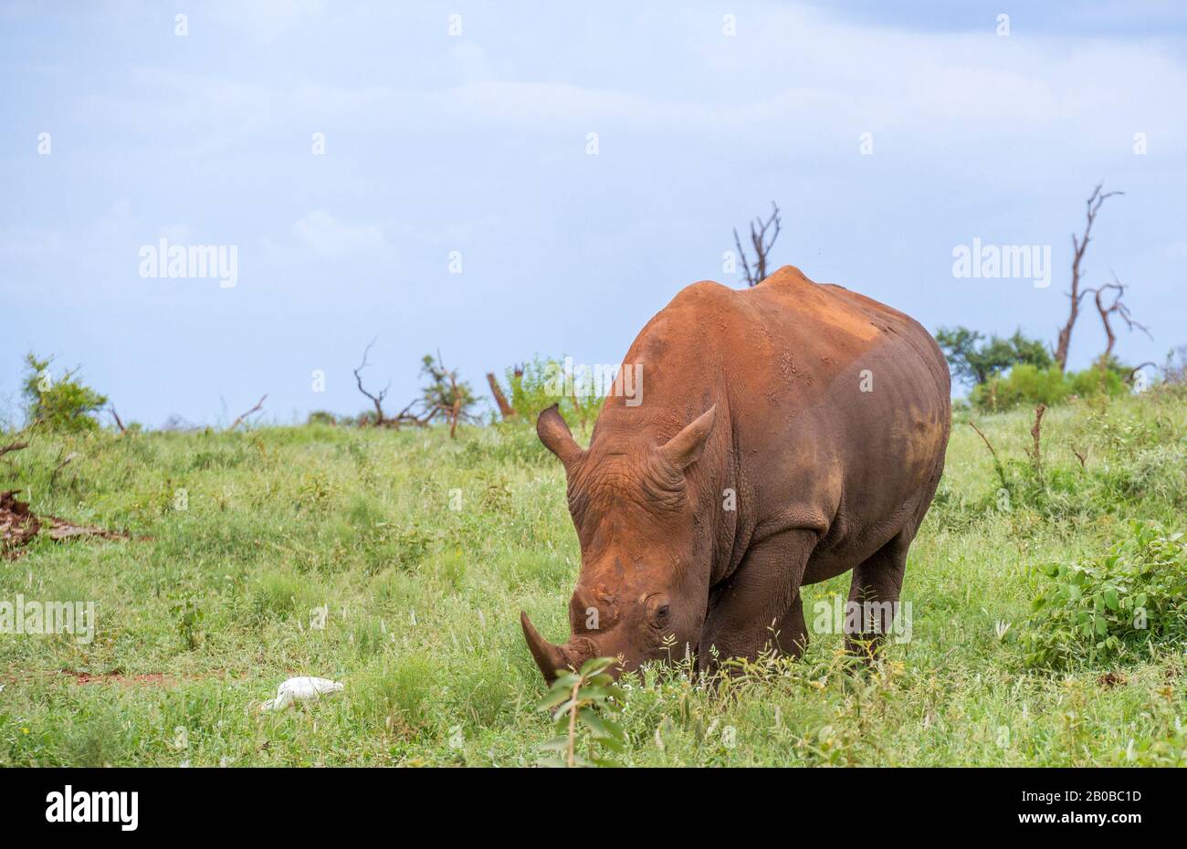 Ein einzelnes weißes Nashorn, das auf dem afrikanischen Savannenbild in horizontalem Format grasen kann Stockfoto