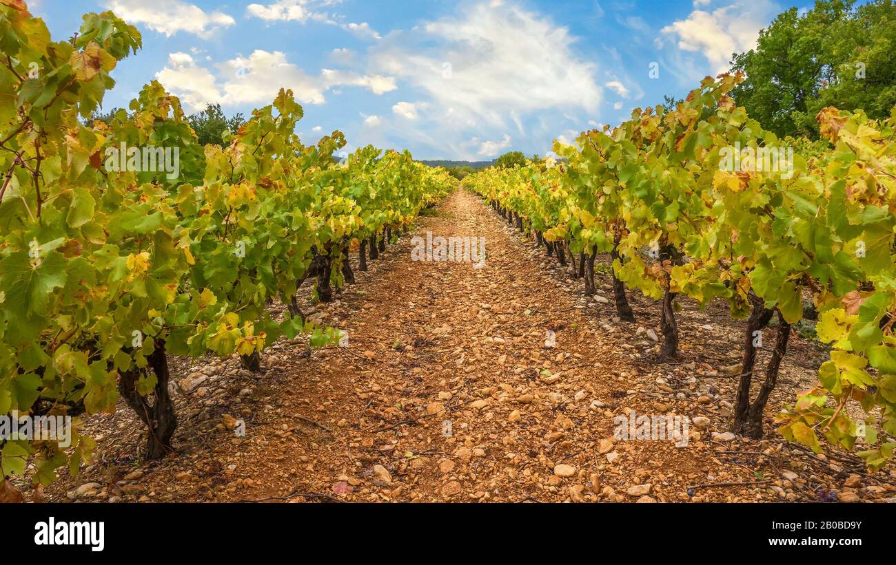 Reihen von Weinreben in einem Weinberg in der Provence, Frankreich im Frühherbst, ihre Blätter wechseln ihre Farbe. Stockfoto