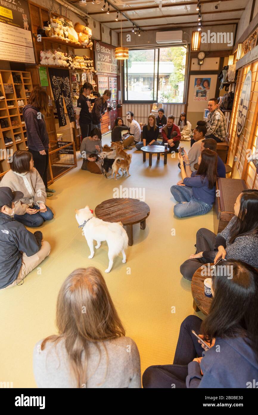 Hundecafé in Harajuku, Tokio, Japan Stockfoto