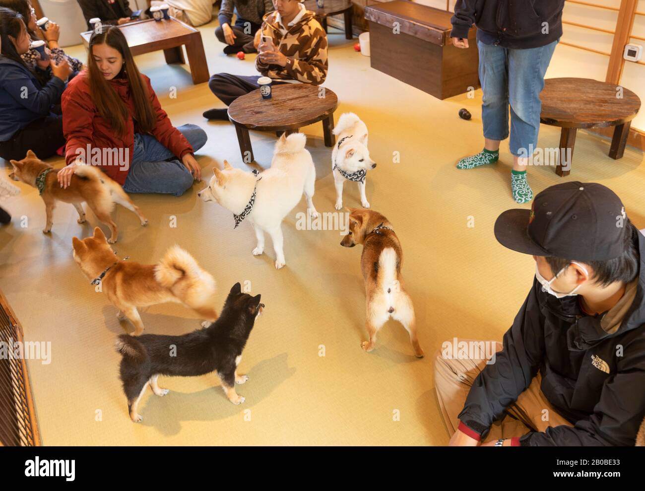 Hundecafé in Harajuku, Tokio, Japan Stockfoto