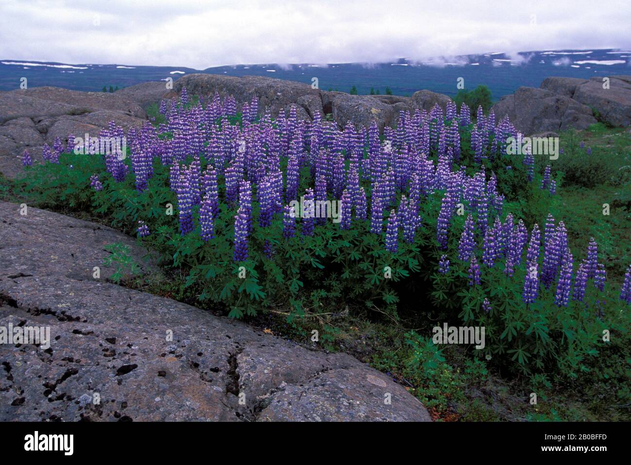ISLAND, ÖSTLICHER TEIL, EGILSSTADIR, ALASKA LUPIN Stockfoto