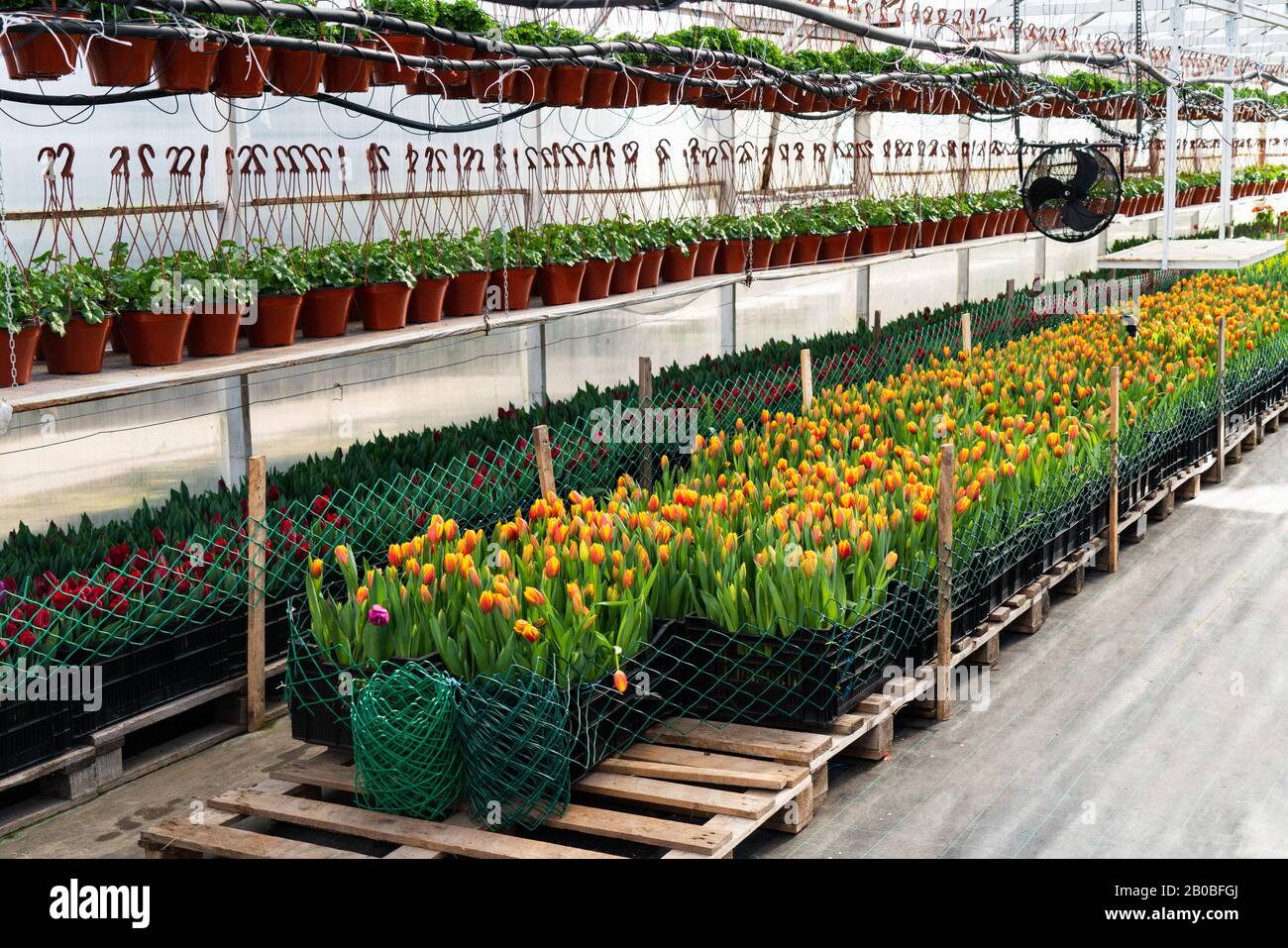 Gewächshäuser für wachsende Blumen. Blumenindustrie Stockfoto