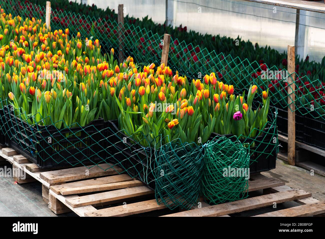 Gewächshäuser für wachsende Blumen. Blumenindustrie Stockfoto