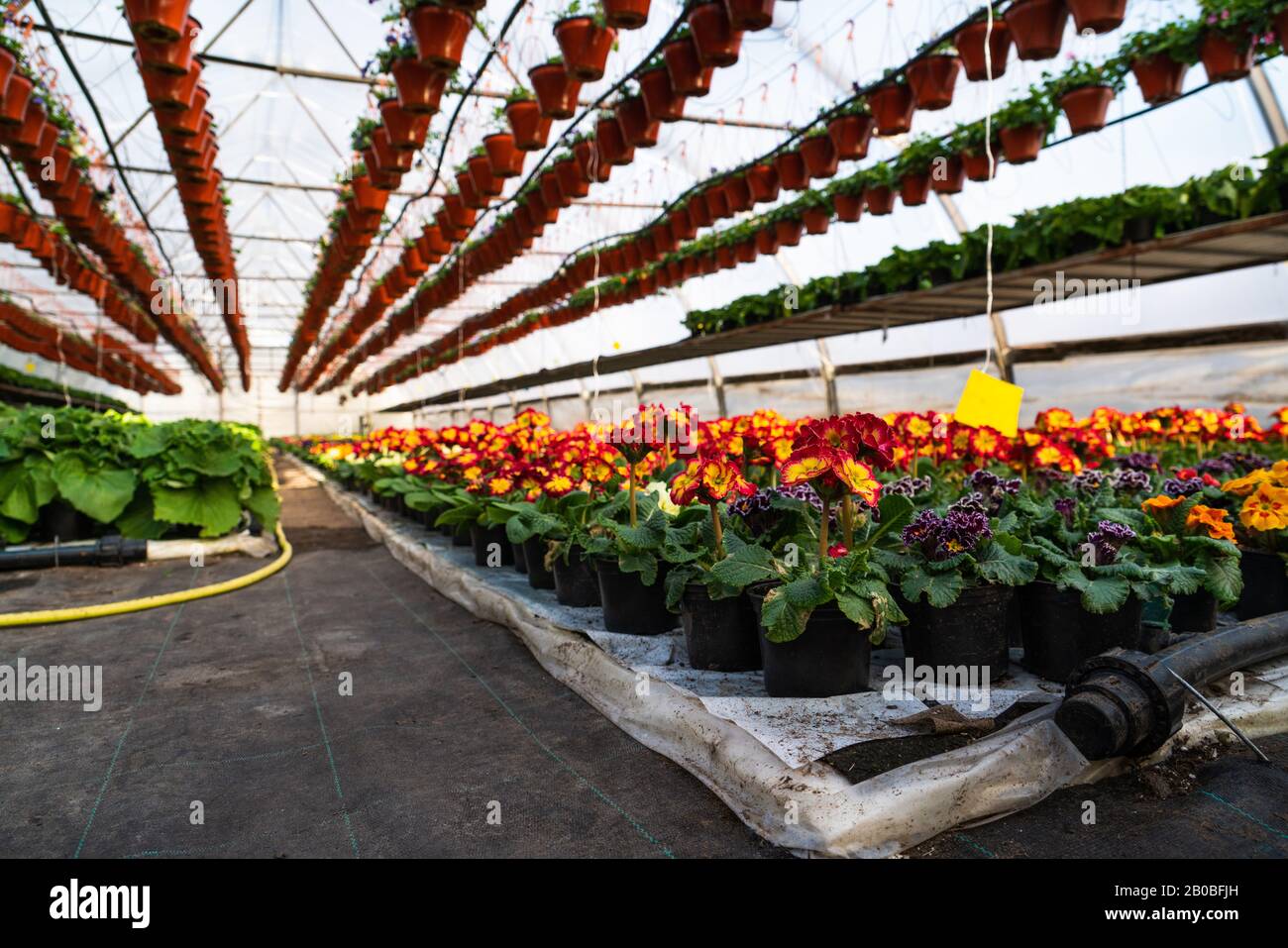 Gewächshäuser für wachsende Blumen. Blumenindustrie Stockfoto