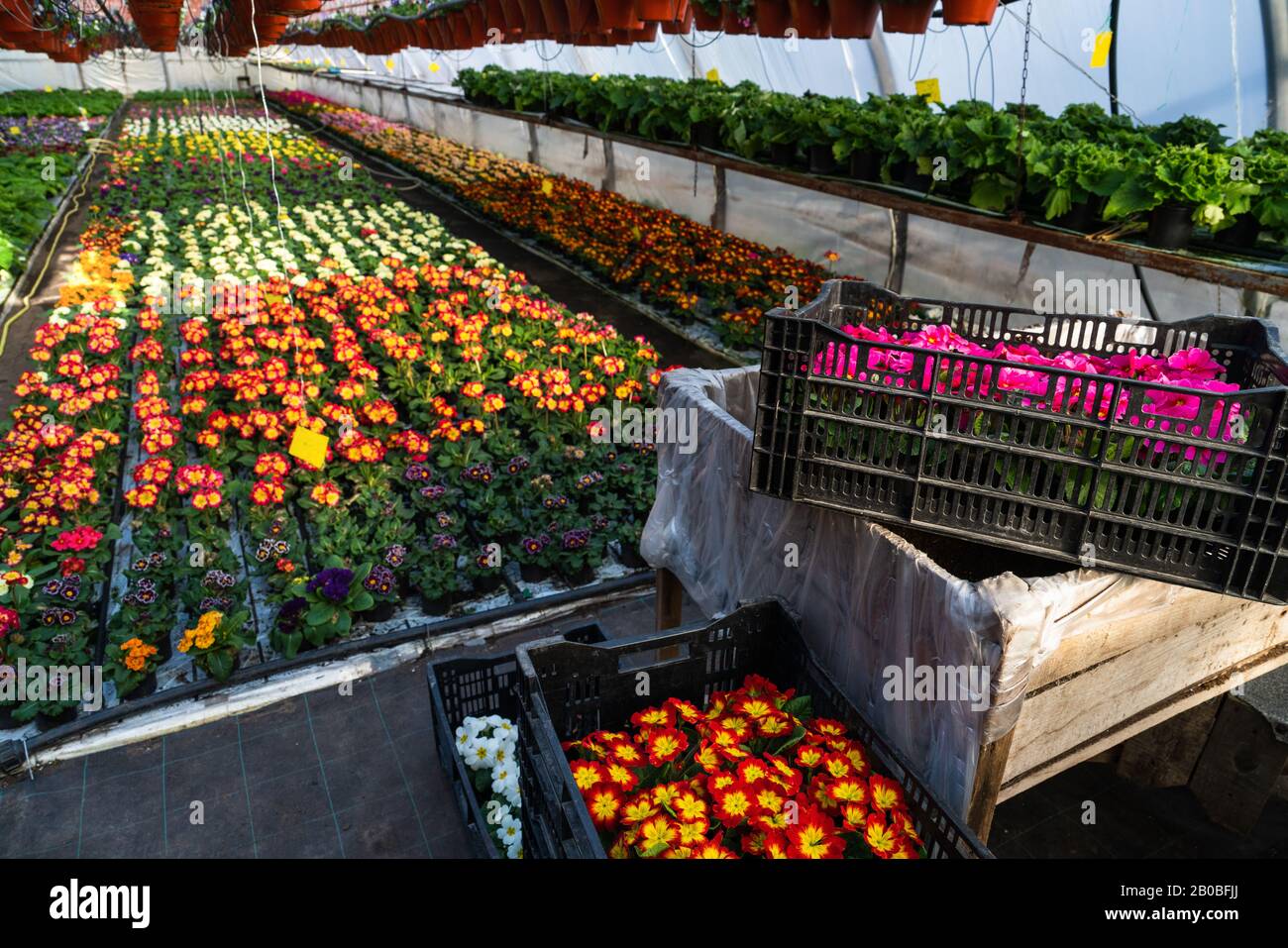 Gewächshäuser für wachsende Blumen. Blumenindustrie Stockfoto