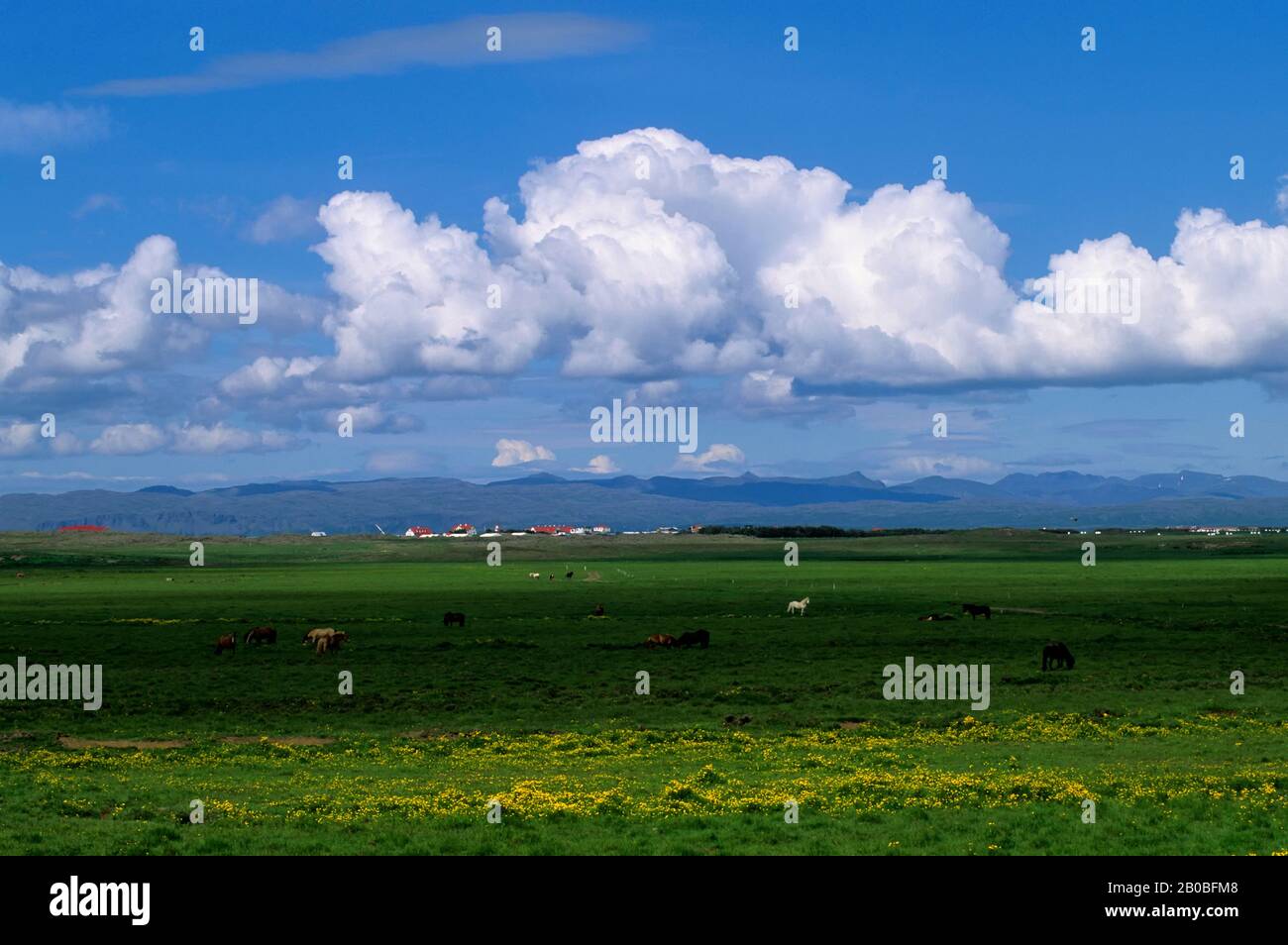 ISLAND; NORDWESTKÜSTE; BAUERNLANDSCHAFT MIT PFERDEN Stockfoto