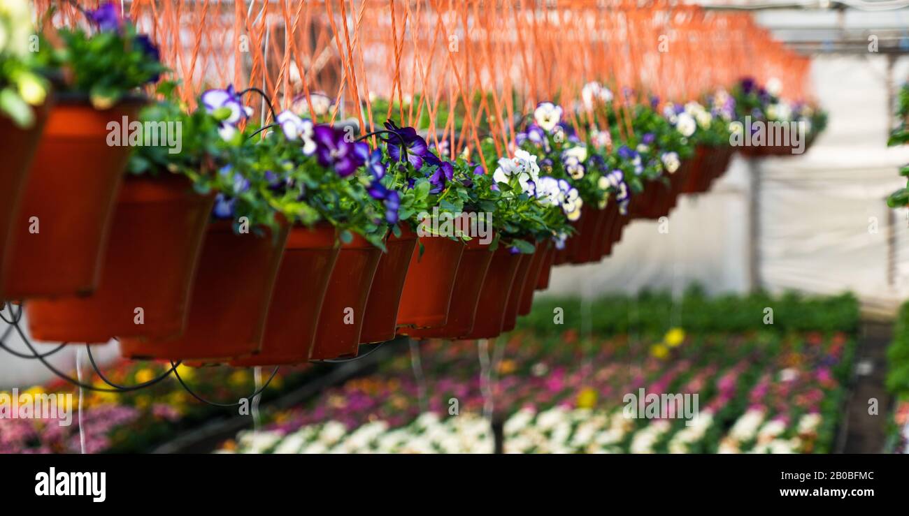 Gewächshäuser für wachsende Blumen. Blumenindustrie Stockfoto