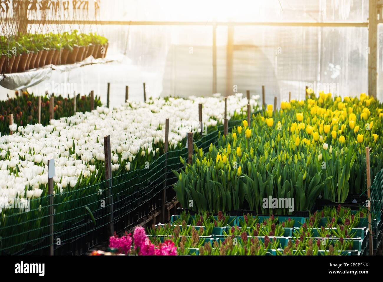 Gewächshäuser für wachsende Blumen. Blumenindustrie Stockfoto