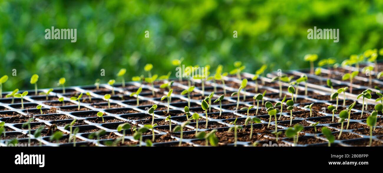 Gewächshäuser für wachsende Blumen. Blumenindustrie Stockfoto