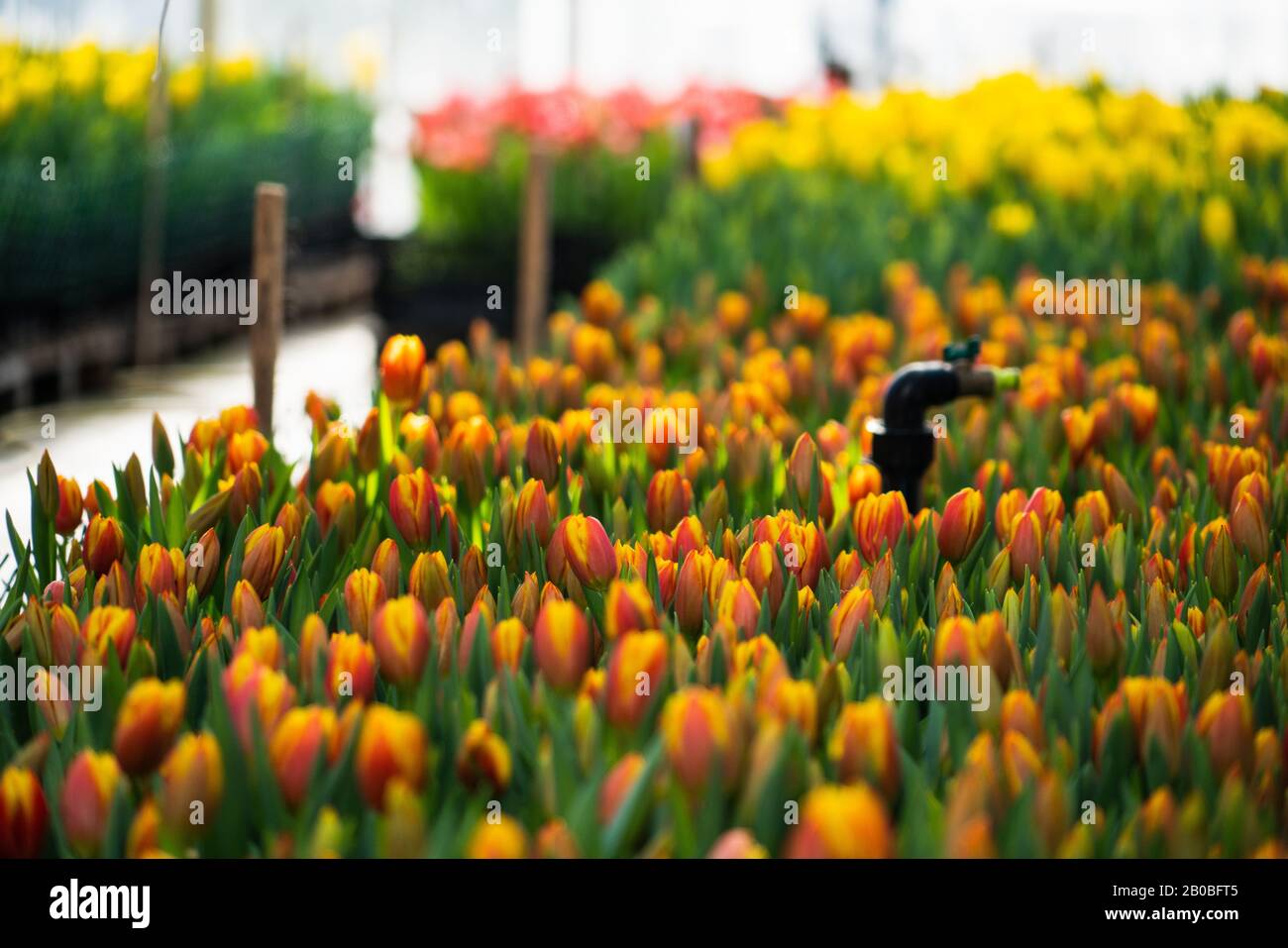 Gewächshäuser für wachsende Blumen. Blumenindustrie Stockfoto