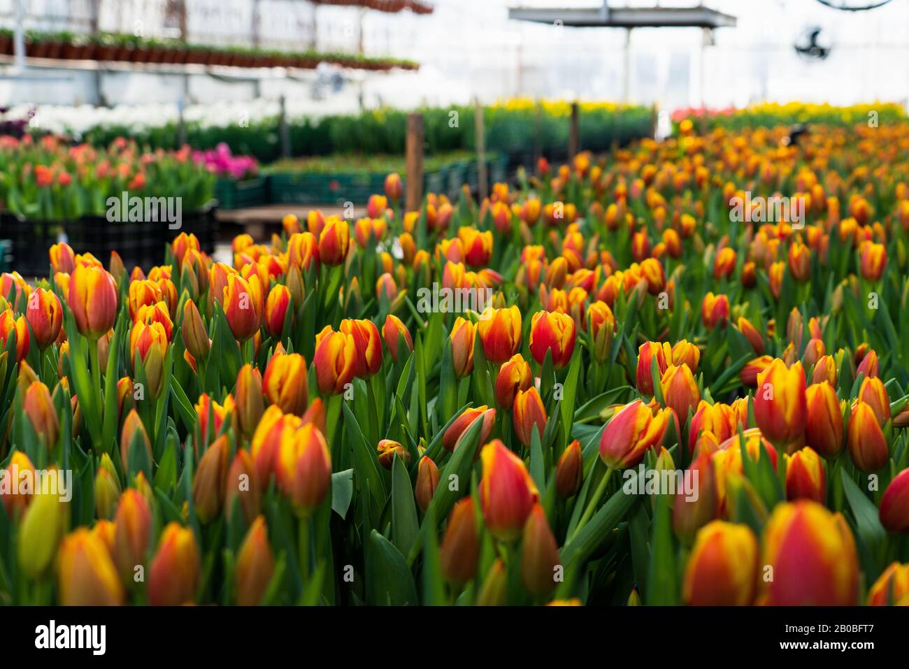 Gewächshäuser für wachsende Blumen. Blumenindustrie Stockfoto