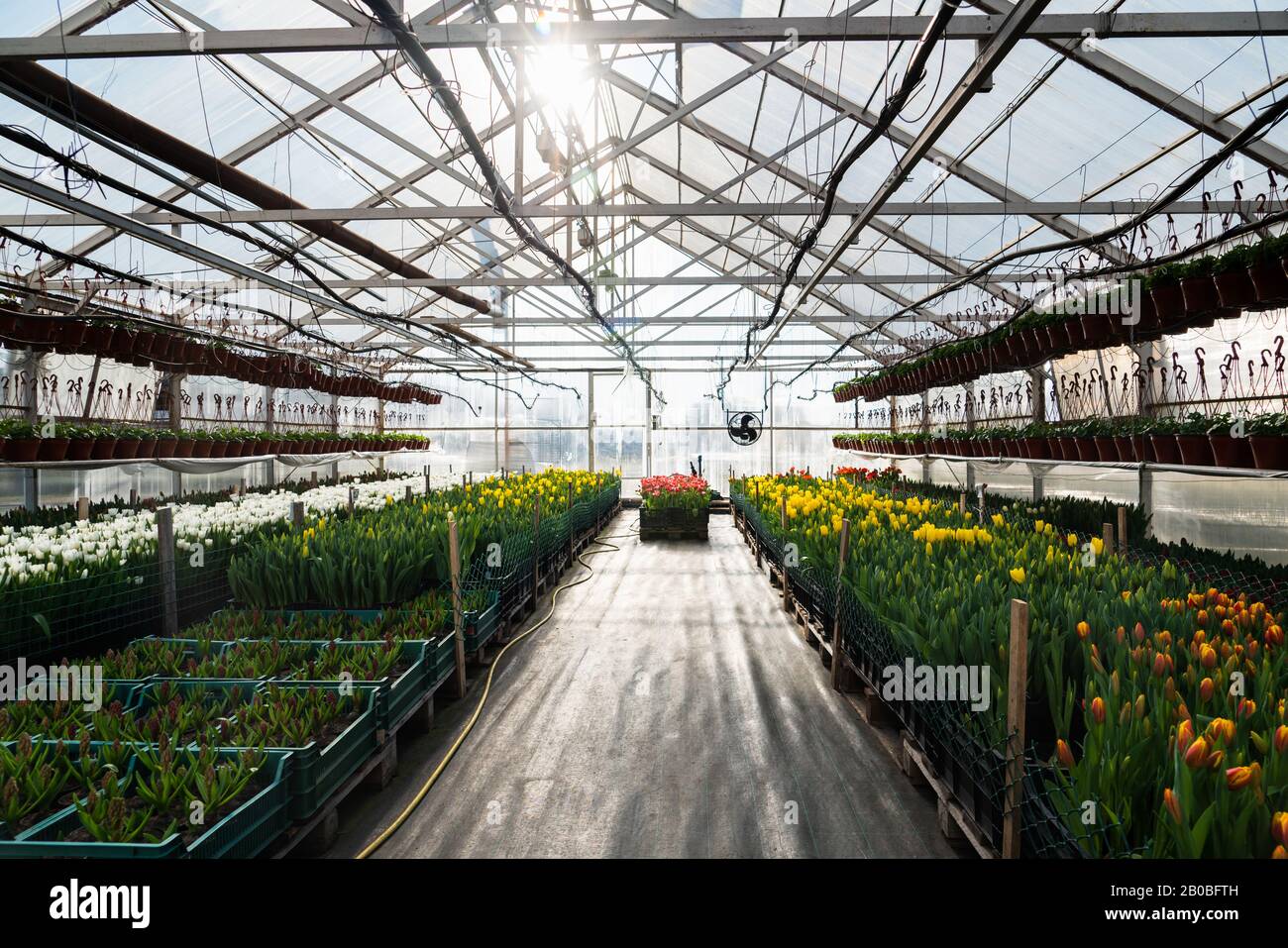 Gewächshäuser für wachsende Blumen. Blumenindustrie Stockfoto