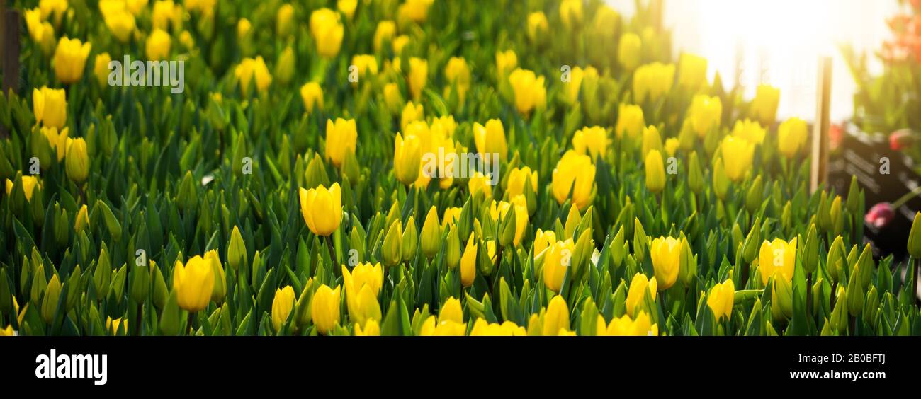 Gewächshäuser für wachsende Blumen. Blumenindustrie Stockfoto