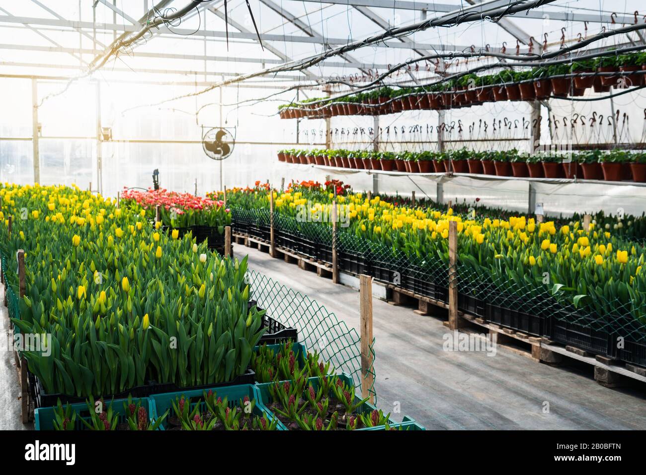 Gewächshäuser für wachsende Blumen. Blumenindustrie Stockfoto