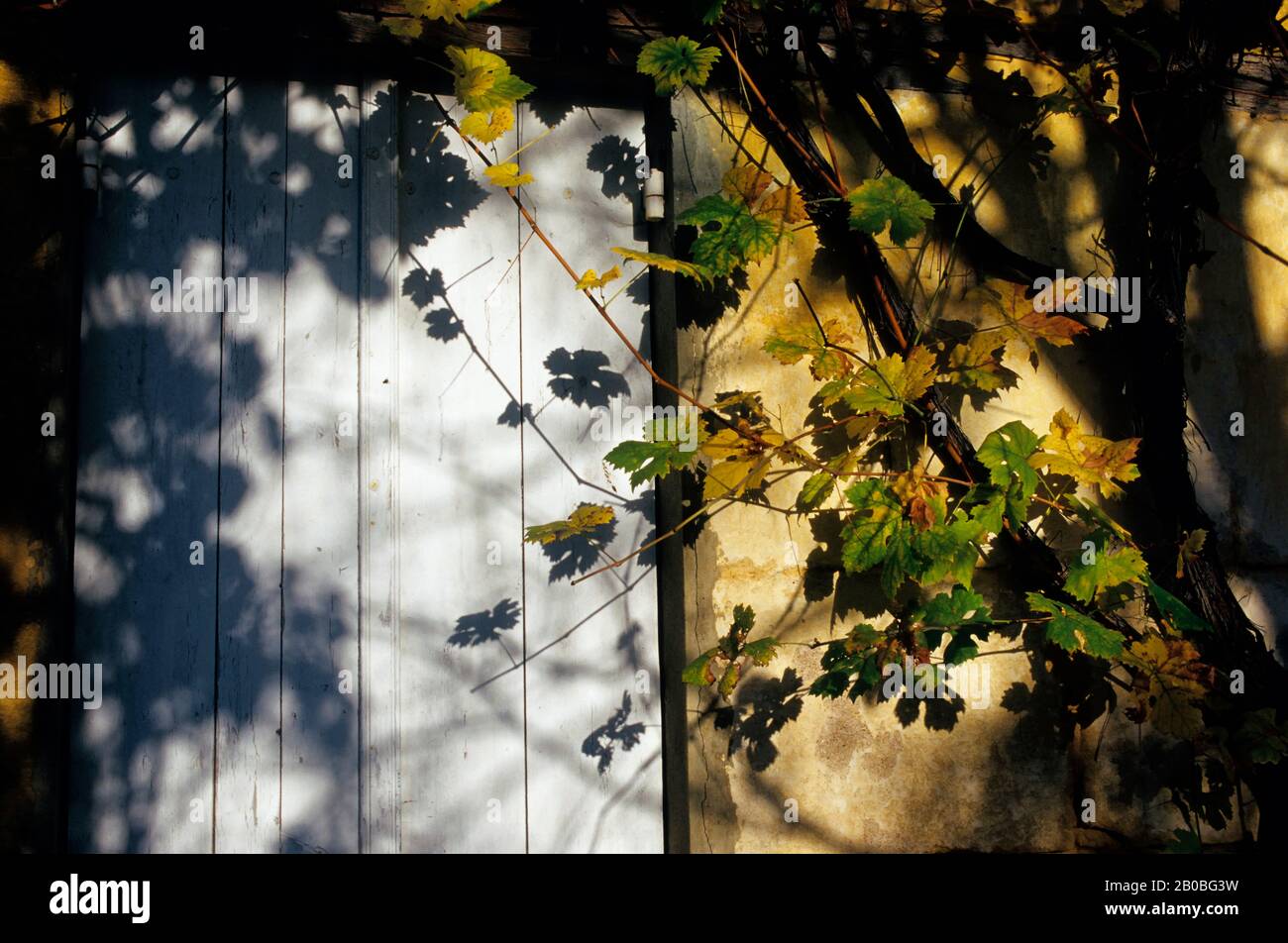 FRANKREICH, DORDOGNE, CRO MAGNON SCHUTZRAUM, DETAIL DER WAND MIT WEINREBEN Stockfoto