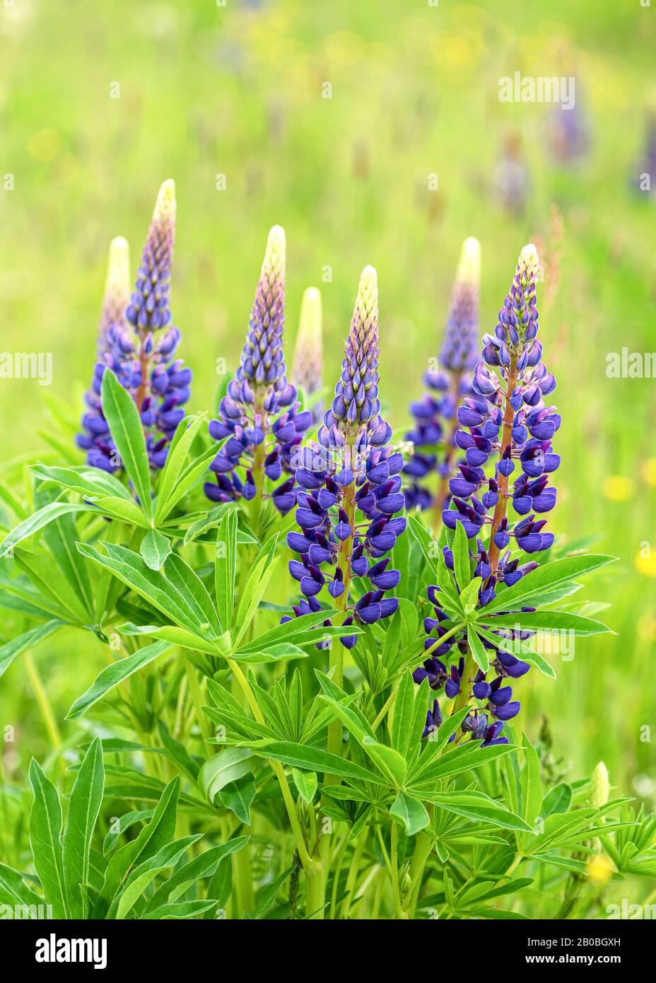 Blühende blaue und violette Lupine planen, wild unter grünem Gras und gelben Blumen zu wachsen. Selektiver Fokus. Stockfoto