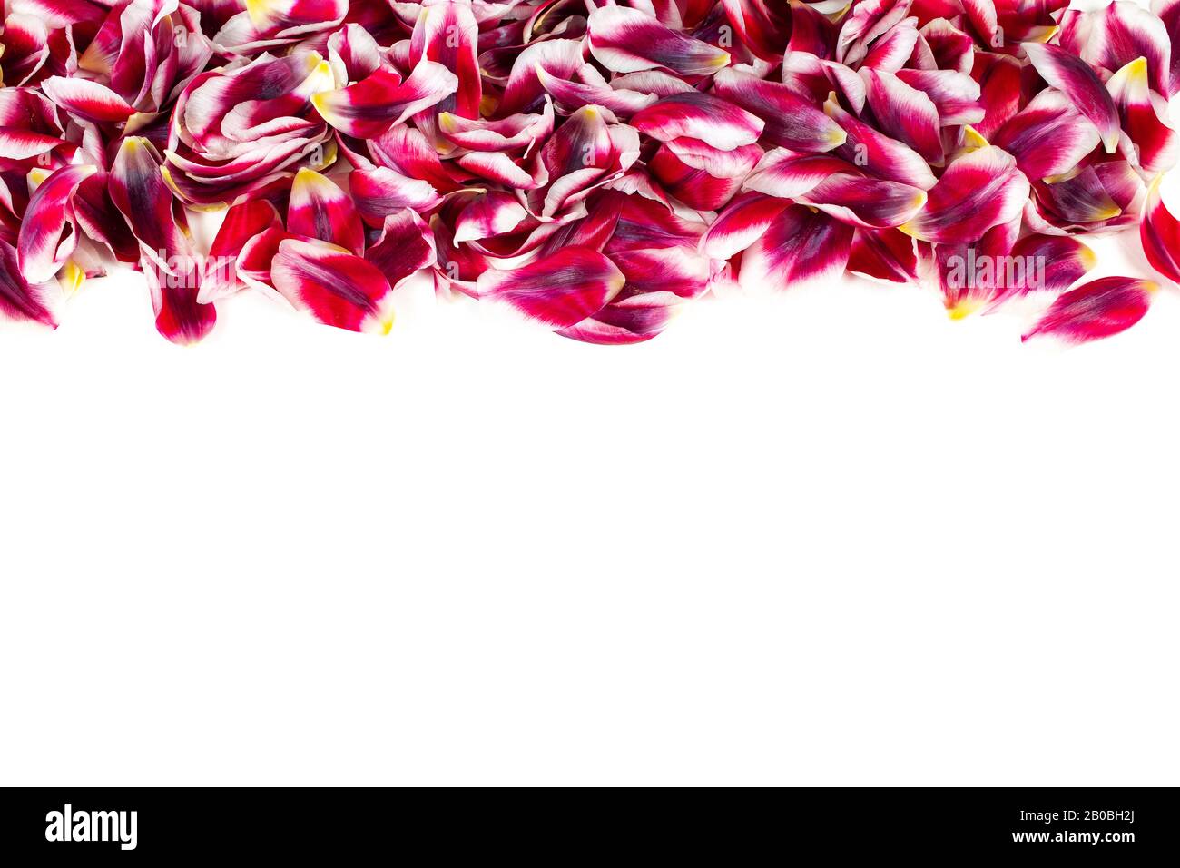 Horizontaler Rand mit frisch rot gefärbten Tulpenblättern, isoliert auf weißem Hintergrund. Stockfoto
