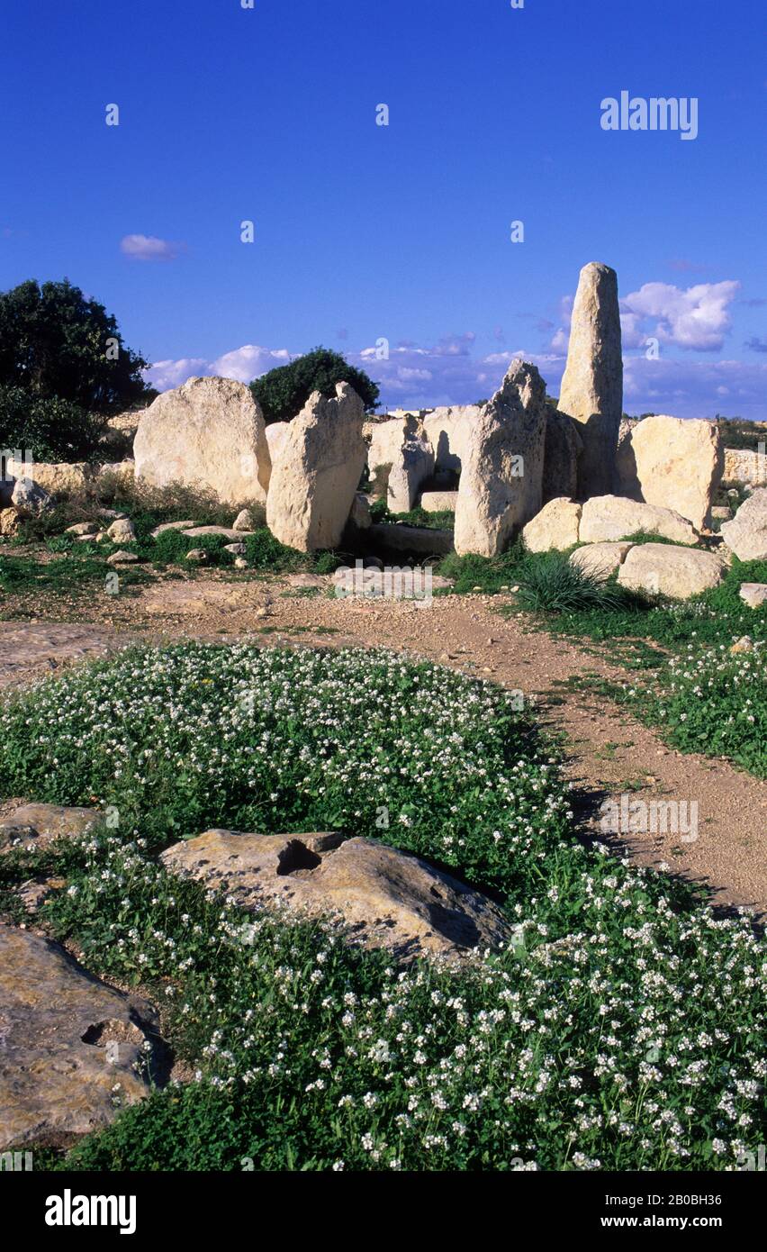 MALTA, HAGAR QIM TEMPEL, 2700 V. CHR., BLUMEN Stockfoto