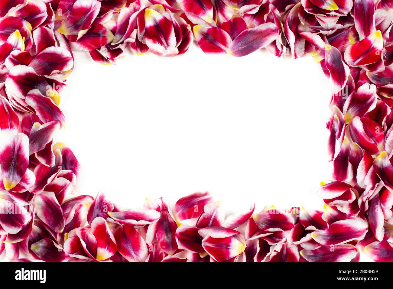 Romantischer Blumenrahmen. Rand von roten Tulpenblättern isoliert auf weißem Grund. Stockfoto