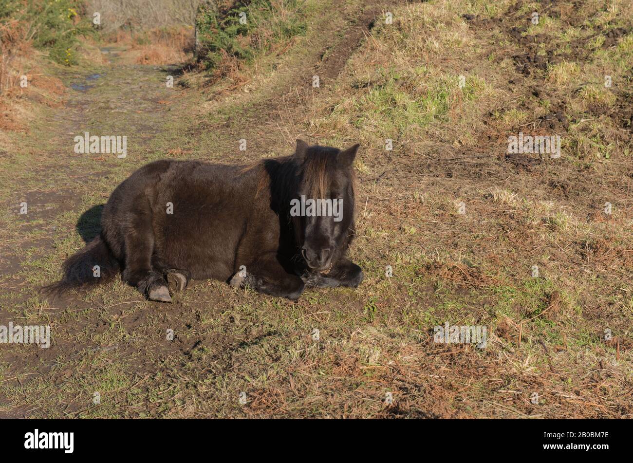 Shetland Pony Liegt auf einer Moorlandstrecke auf dem South West Coast Path im ländlichen Cornwall, England, Großbritannien Stockfoto