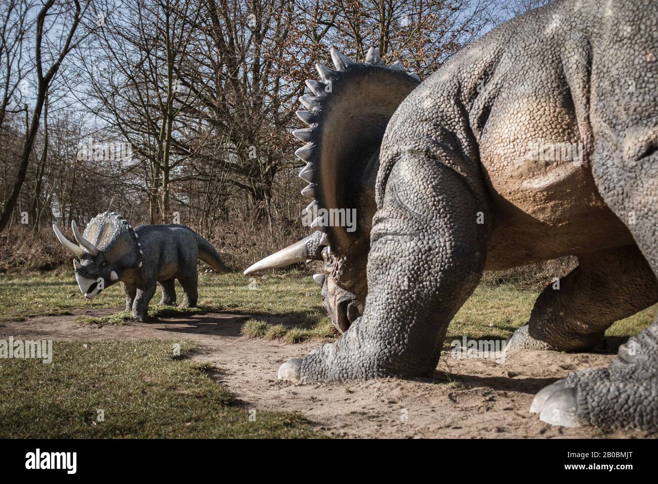 Lubin, POLEN - 8. FEBRUAR 2020 - Realistisches Modell der Dinosaurier-Trikeratops im Park Wroclawski. Park ist eine bekannte Touristenattraktion für Kinder in t Stockfoto