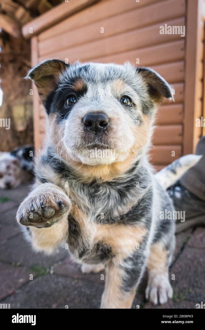 Sechs Wochen alter australischer Rinderhund Welpe. Stockfoto