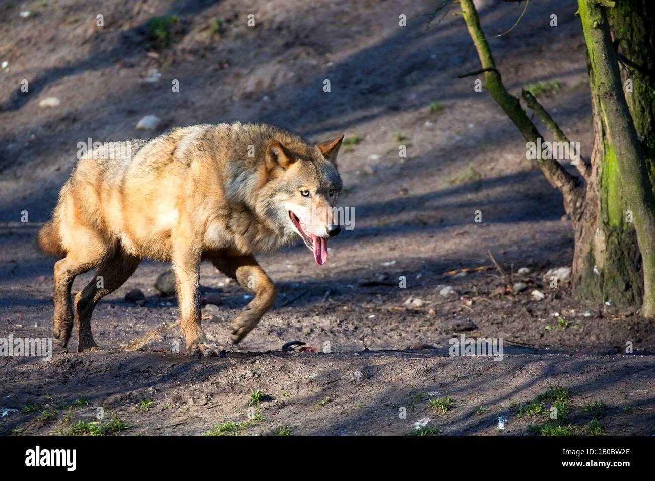 Wolf im Wald auf der Flucht Stockfoto