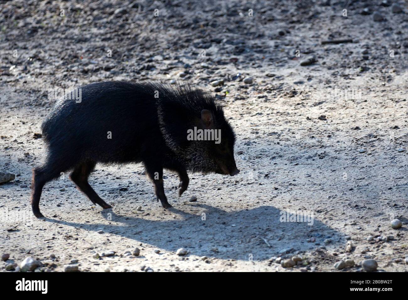 Peccary in freier Wildbahn Stockfoto