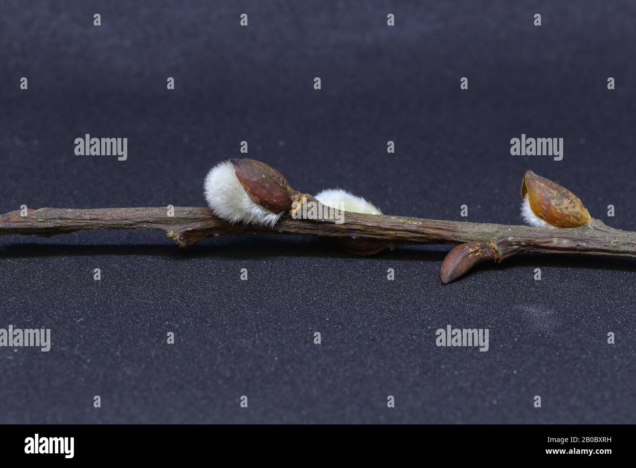 Auf einem Tisch liegt blühende Weidenschweine Stockfoto