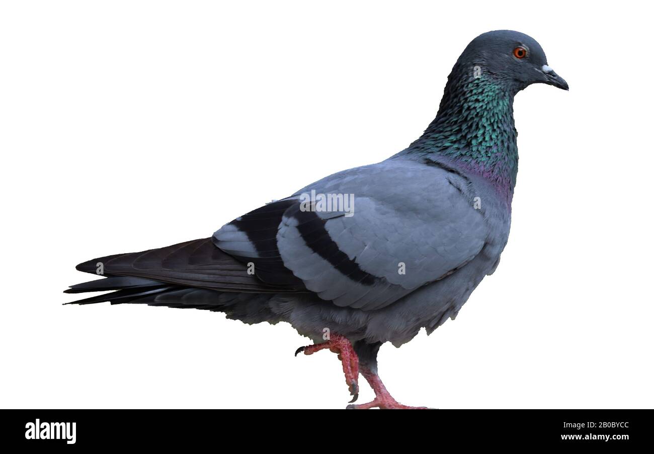 Taube isolierte weißen Hintergrund, Standvogel. Stockfoto