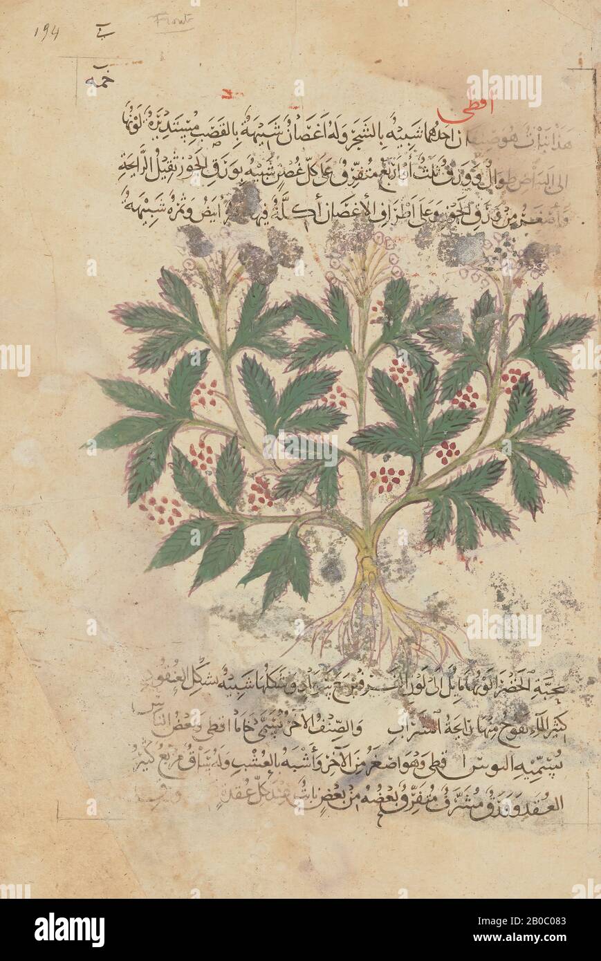 Unbekannter Künstler (türkisch), Dioscorides Materia Medica, 1200, Tinte, Gouache auf Papier, 11 3/4 Zoll x 7 15/16 Zoll (29,8 cm x 20,1 cm) Stockfoto