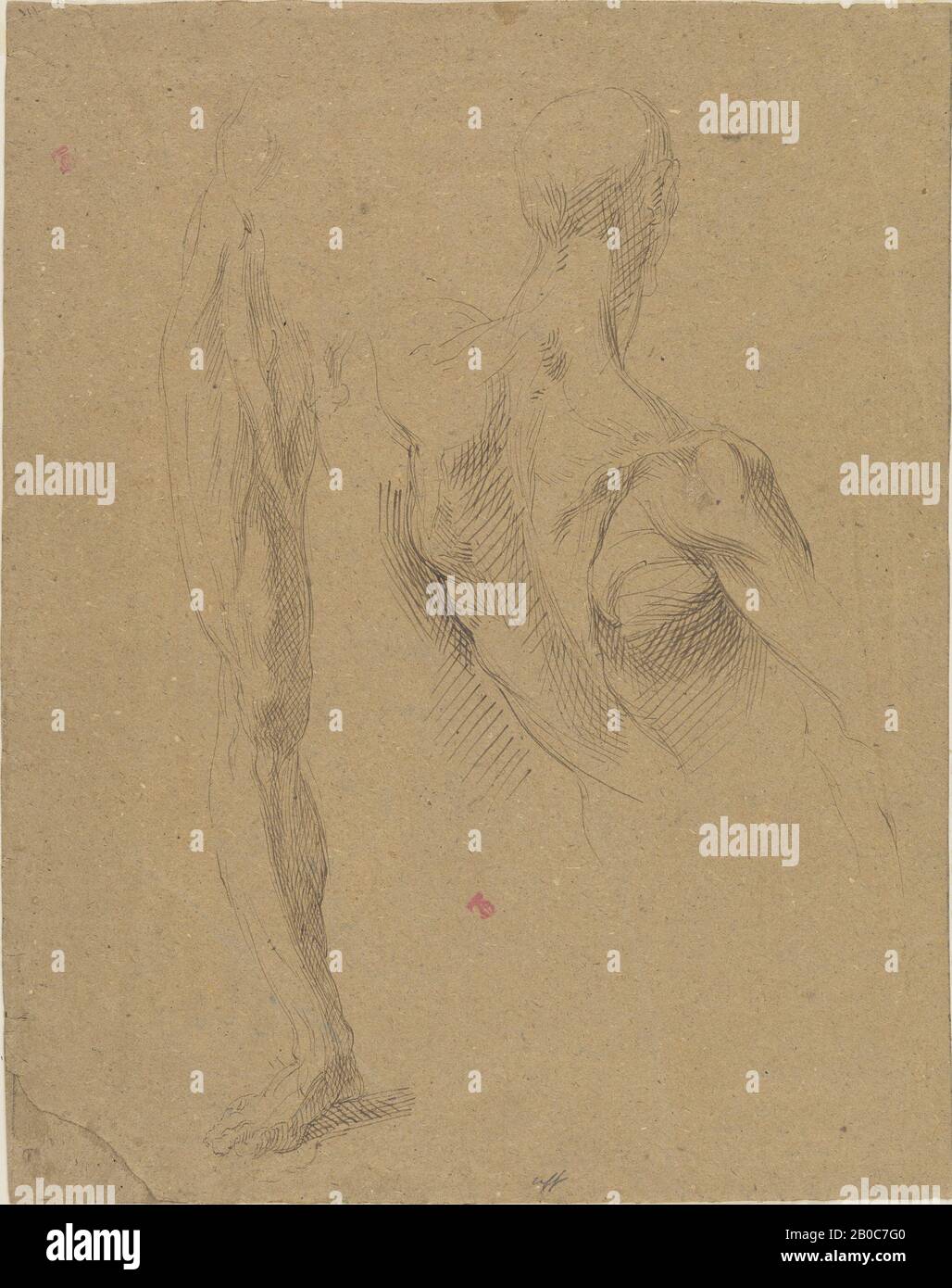 Jean-Baptiste Carpeaux, Anatomical Sketches, 1827-1875, Stift und Tinte auf Papier, 14 7/8 Zoll X 11 11/16 Zoll (37,8 cm x 29,7 cm) Stockfoto