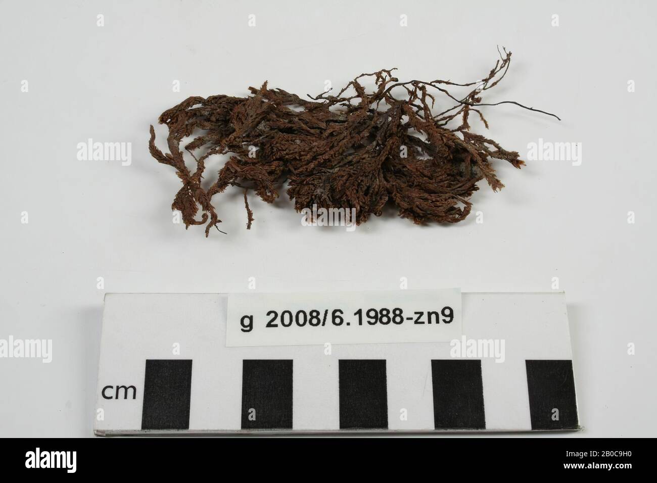 Moos, verwendet als Summen, Klamm, Bio, Moos, Roman 15-30 AD, Niederlande, Nordholland, Velsen, Velsen, Velsen I. Stockfoto