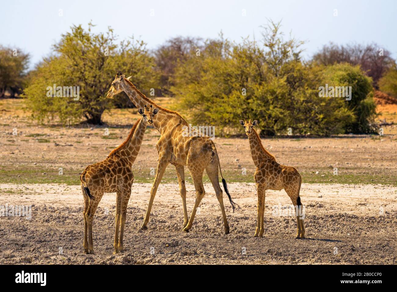 Drei Giraffen blicken in die Kamera im Etosha-Nationalpark Stockfoto