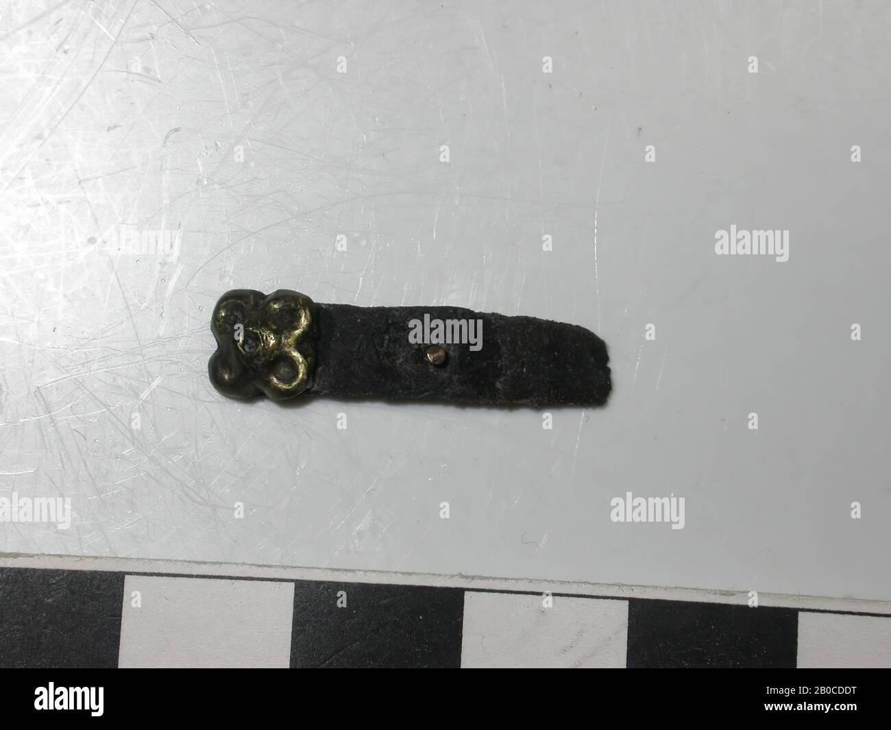 Fragment Ledergürtel mit Armaturen und dekorativem Nagel ohne Kappe. Die goldfarbene (Kupferlegierung) hat die Form einer Blüte mit vier Kronblättern (Quatrefoil). In jedem Petal ist ein abgerundeter Grübchen vorhanden. Im Leder ist der Aufdruck eines weiteren Uniformanbaus zu sehen. Der Batter ist etwas breiter als das Band. Auf der Unterseite des Niets befindet sich eine kreisförmige Schlichtplatte. Der Durchmesser des Schlagbattens beträgt 0,8 cm und die Dicke 0,25 cm. Der Durchmesser der Schlichtplatte beträgt 0,3 cm und der des Nagels 0,15 cm., Band mit Armaturen, organisch, Leder, Metall, Kupferlegierung, Band: L: 2,4 cm, B: 0,55 cm, D Stockfoto