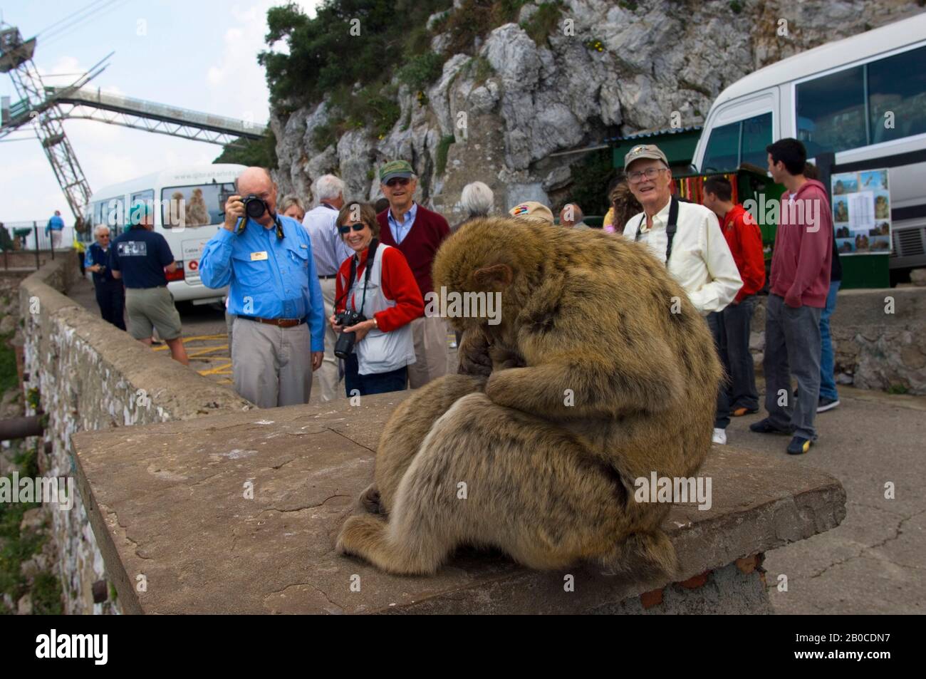 Großbritannien, GIBRALTAR, BARBARY MACAQUE (Macaca sylvanus) Stockfoto
