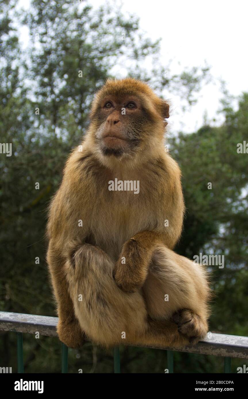 Großbritannien, GIBRALTAR, BARBARY MACAQUE (Macaca sylvanus) Stockfoto