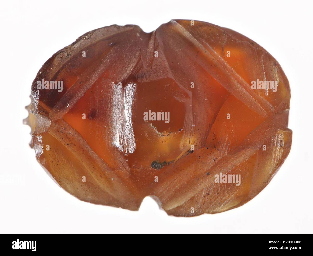 Skarabäus, Siegel, Skarabäus, Cornalin, 1,3 cm, Ägypten Stockfoto