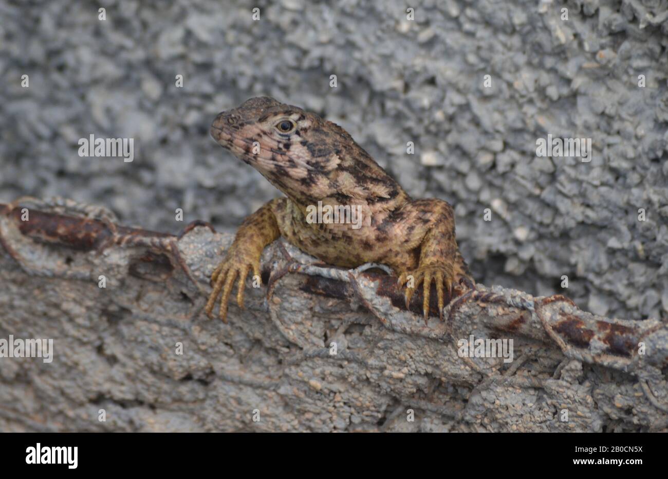 Kubanische Lockeneidechse Leiocephalus carinatus (lokal "Perrito de costa" genannt) Stockfoto