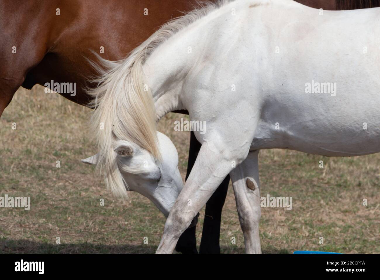 Weißes Pferd kratzt sich am Bein Stockfoto